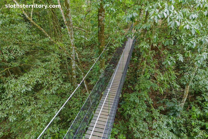 Guidet dovendyr-kigge-tur i La Fortuna, Costa Rica, observerer dyreliv i et naturreservat, foto 17 | wizardtrip