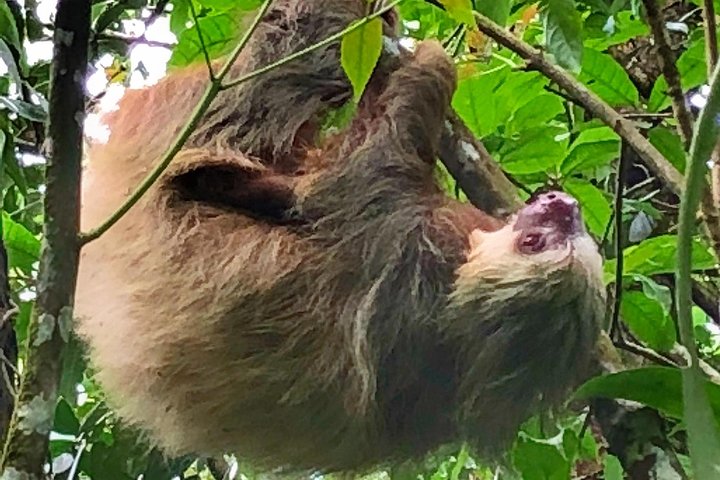 Guidet dovendyr-kigge-tur i La Fortuna, Costa Rica, observerer dyreliv i et naturreservat, foto 18 | wizardtrip