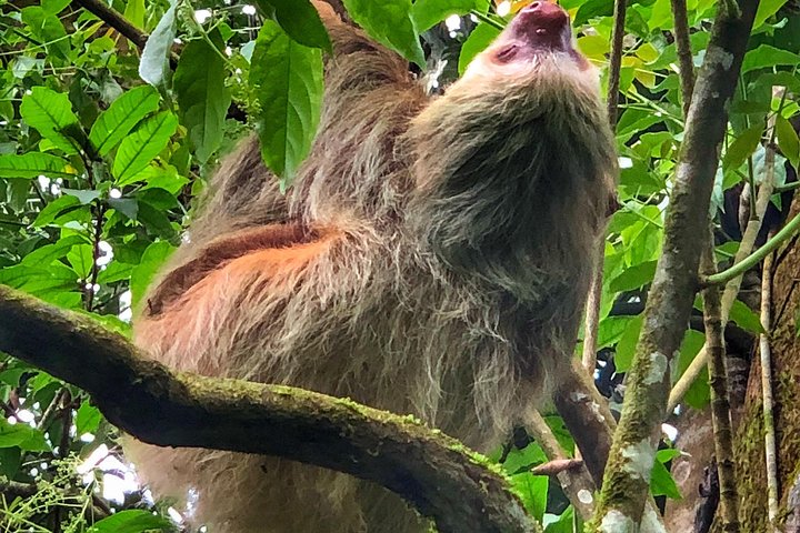 Guidet dovendyr-kigge-tur i La Fortuna, Costa Rica, observerer dyreliv i et naturreservat, foto 19 | wizardtrip