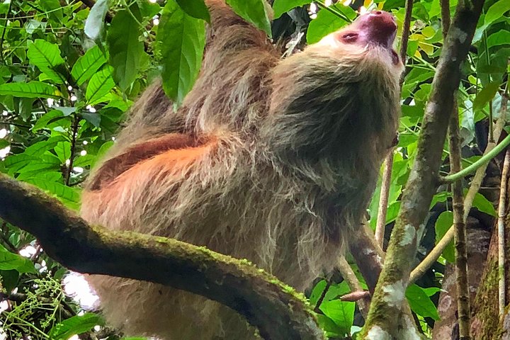 Guidet dovendyr-kigge-tur i La Fortuna, Costa Rica, observerer dyreliv i et naturreservat, foto 20 | wizardtrip