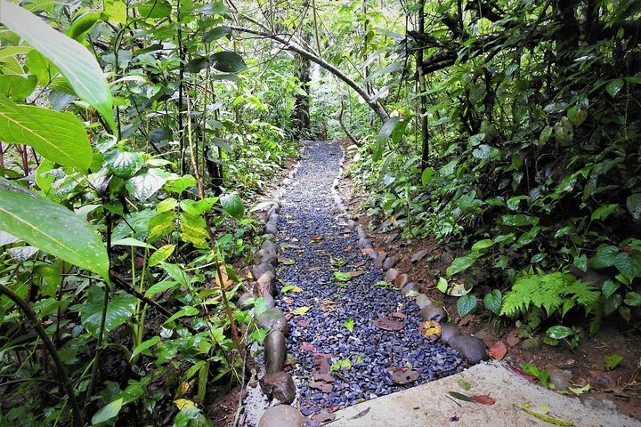 Guidet dovendyr-kigge-tur i La Fortuna, Costa Rica, observerer dyreliv i et naturreservat, foto 22 | wizardtrip