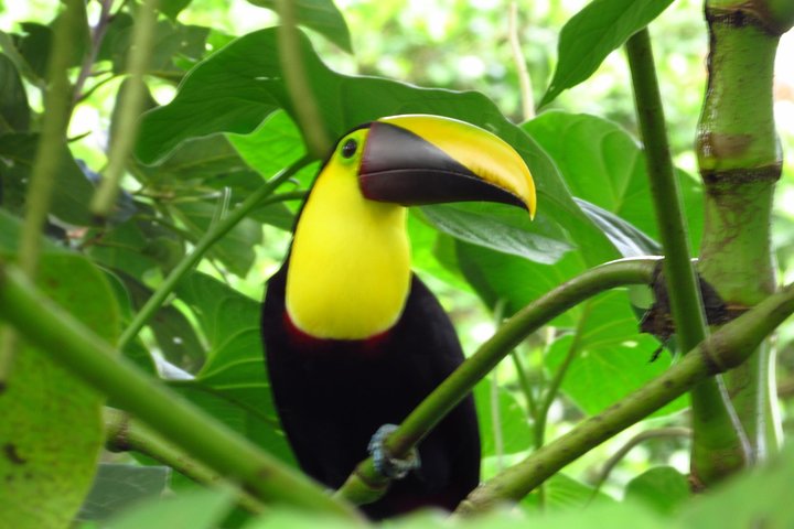 Guidet dovendyr-kigge-tur i La Fortuna, Costa Rica, observerer dyreliv i et naturreservat, foto 24 | wizardtrip