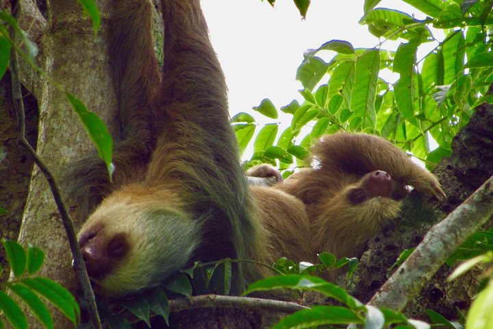 Guidet dovendyr-kigge-tur i La Fortuna, Costa Rica, observerer dyreliv i et naturreservat, foto 25 | wizardtrip