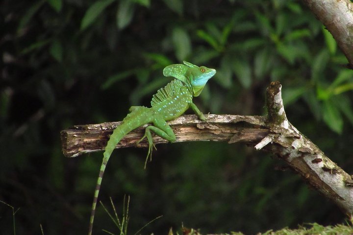 Guidet dovendyr-kigge-tur i La Fortuna, Costa Rica, observerer dyreliv i et naturreservat, foto 26 | wizardtrip