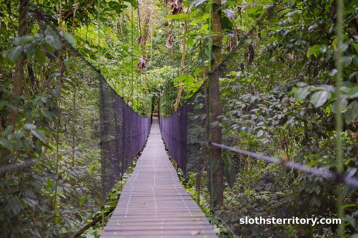 Guidet dovendyr-kigge-tur i La Fortuna, Costa Rica, observerer dyreliv i et naturreservat, foto 30 | wizardtrip