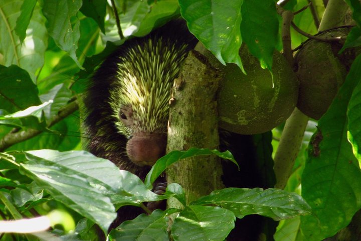 Guidet dovendyr-kigge-tur i La Fortuna, Costa Rica, observerer dyreliv i et naturreservat, foto 31 | wizardtrip