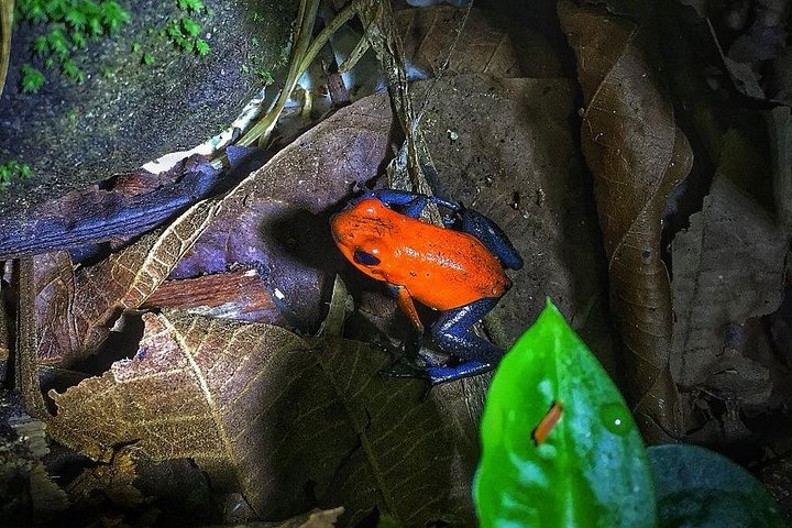 Guidet dovendyr-kigge-tur i La Fortuna, Costa Rica, observerer dyreliv i et naturreservat, foto 34 | wizardtrip