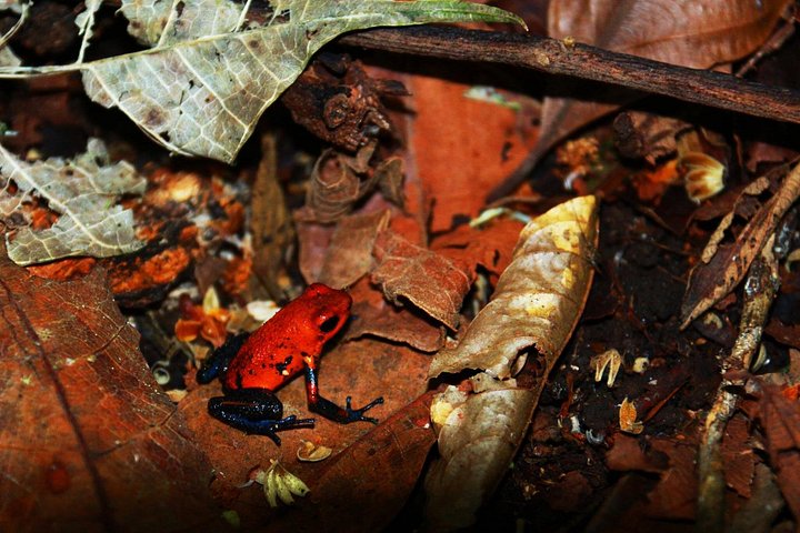 Guidet dovendyr-kigge-tur i La Fortuna, Costa Rica, observerer dyreliv i et naturreservat, foto 37 | wizardtrip