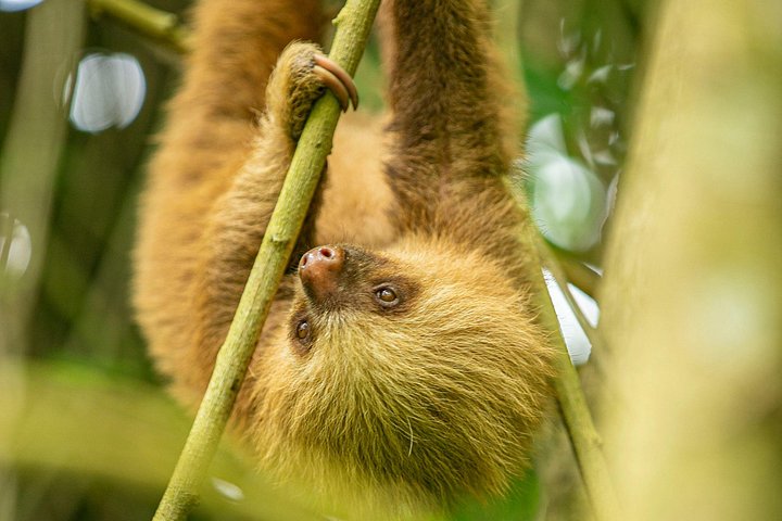 Guidet dovendyr-kigge-tur i La Fortuna, Costa Rica, observerer dyreliv i et naturreservat, foto 38 | wizardtrip