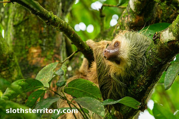 Guidet dovendyr-kigge-tur i La Fortuna, Costa Rica, observerer dyreliv i et naturreservat, foto 39 | wizardtrip