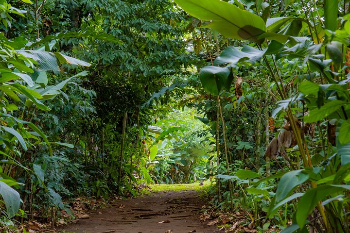 Guidet dovendyr-kigge-tur i La Fortuna, Costa Rica, observerer dyreliv i et naturreservat, foto 42 | wizardtrip