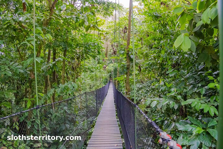 Guidet dovendyr-kigge-tur i La Fortuna, Costa Rica, observerer dyreliv i et naturreservat, foto 43 | wizardtrip