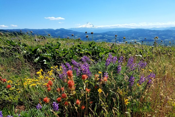 Passeio de dia inteiro de cascatas e Mt. Hood a partir de Portland, Oregon, foto 11 | wizardtrip