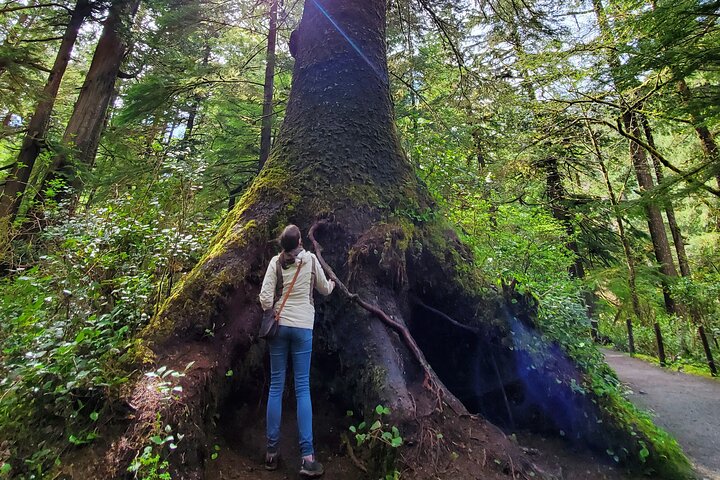 Tour guidato di un'intera giornata della costa dell'Oregon da Portland, con viste panoramiche e cittadine costiere, foto 7 | wizardtrip
