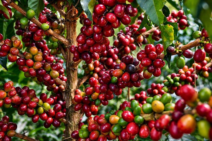 Erleben Sie eine kolumbianische Kaffee-Tour von der Bohne bis zur Tasse an einem Weltkulturerbe-Ort, Foto 8 | wizardtrip
