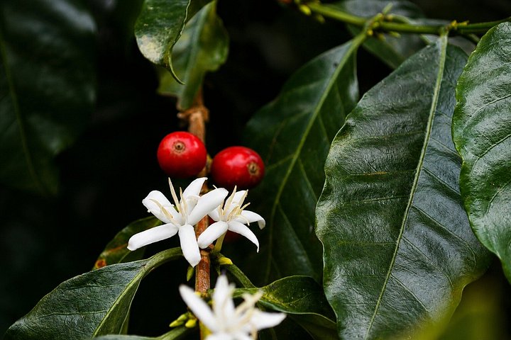 Erleben Sie eine kolumbianische Kaffee-Tour von der Bohne bis zur Tasse an einem Weltkulturerbe-Ort, Foto 15 | wizardtrip