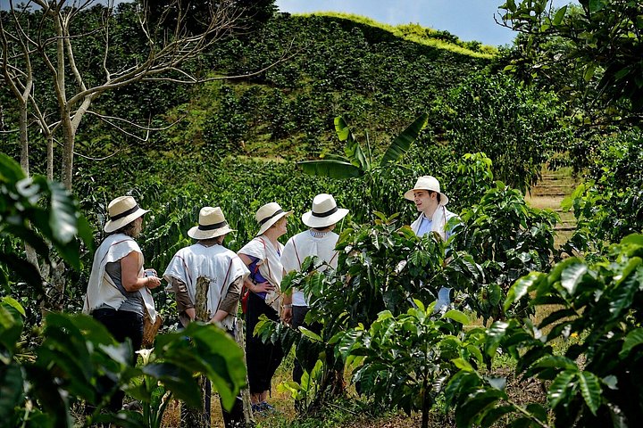 Erleben Sie eine kolumbianische Kaffee-Tour von der Bohne bis zur Tasse an einem Weltkulturerbe-Ort, Foto 16 | wizardtrip