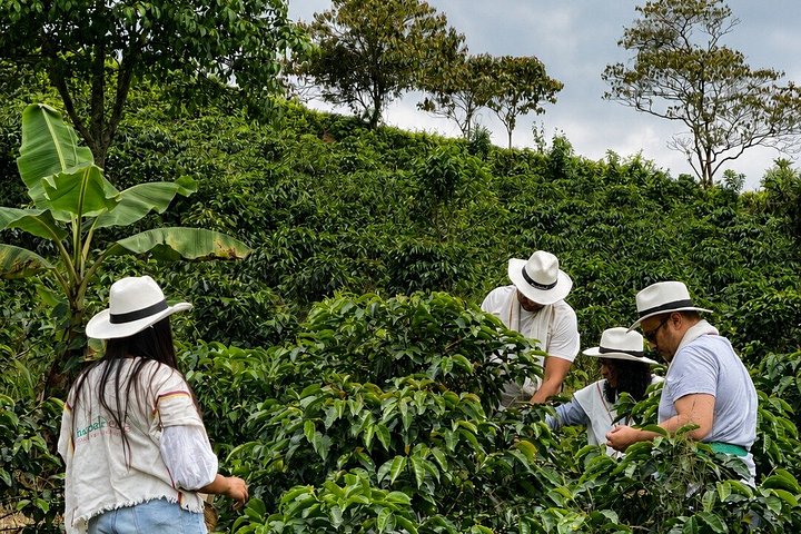 Erleben Sie eine kolumbianische Kaffee-Tour von der Bohne bis zur Tasse an einem Weltkulturerbe-Ort, Foto 21 | wizardtrip