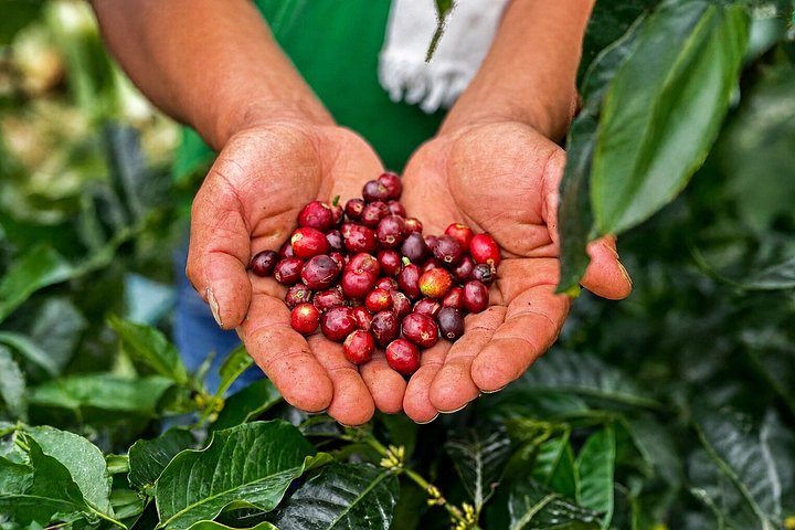 Erleben Sie eine kolumbianische Kaffee-Tour von der Bohne bis zur Tasse an einem Weltkulturerbe-Ort, Foto 23 | wizardtrip