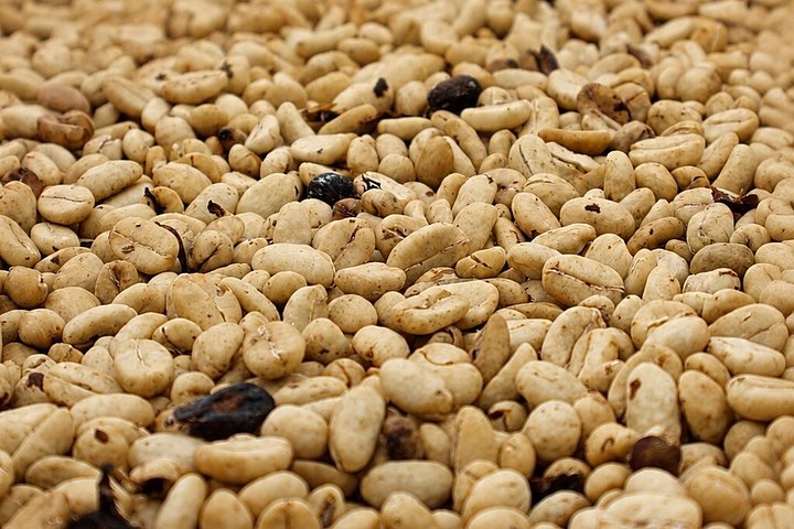 Erleben Sie eine kolumbianische Kaffee-Tour von der Bohne bis zur Tasse an einem Weltkulturerbe-Ort, Foto 31 | wizardtrip