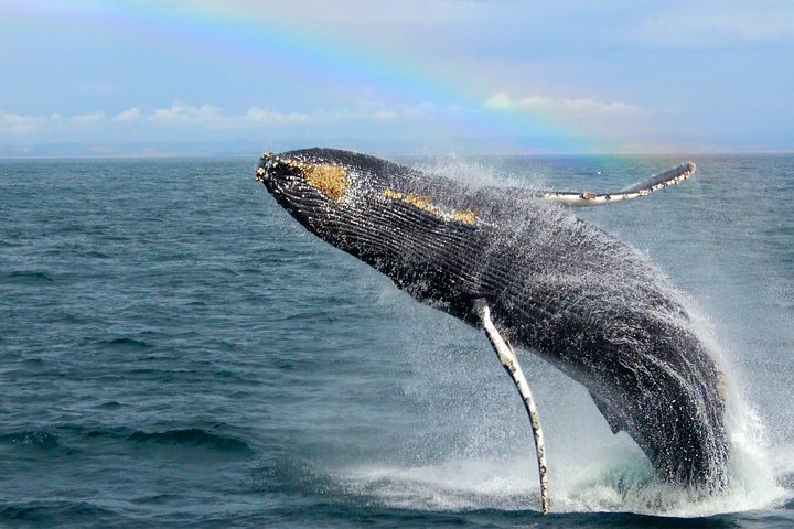 Valpskådningstur Monterey Kalifornien | wizardtrip
