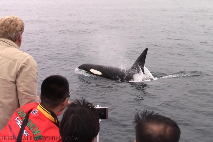 Oplev hvalsafari i Monterey Bay, Californien, og se forskellige havdyr på en bådtur, foto 6 | wizardtrip