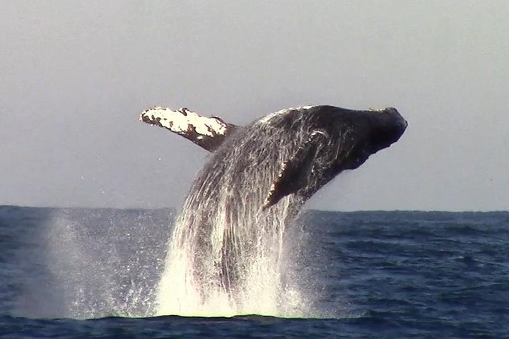 Oplev hvalsafari i Monterey Bay, Californien, og se forskellige havdyr på en bådtur, foto 7 | wizardtrip