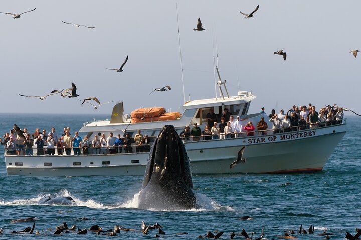 Oplev hvalsafari i Monterey Bay, Californien, og se forskellige havdyr på en bådtur, foto 8 | wizardtrip