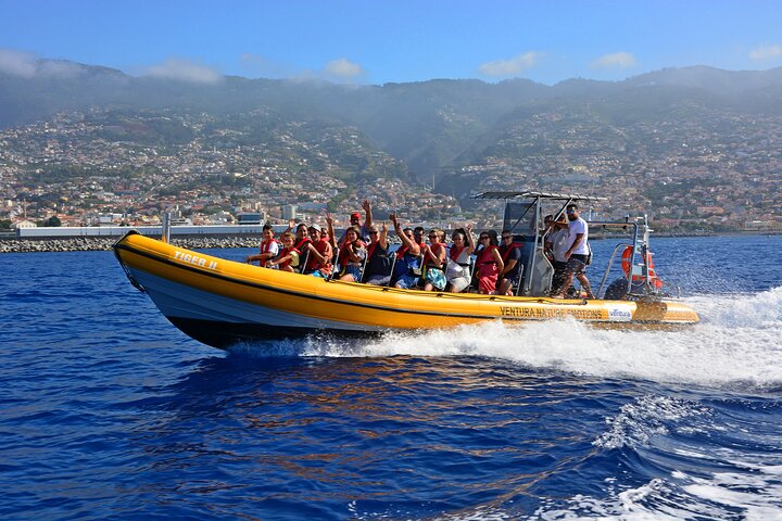 Madeira Dolphin & Whale Watching Tour | wizardtrip
