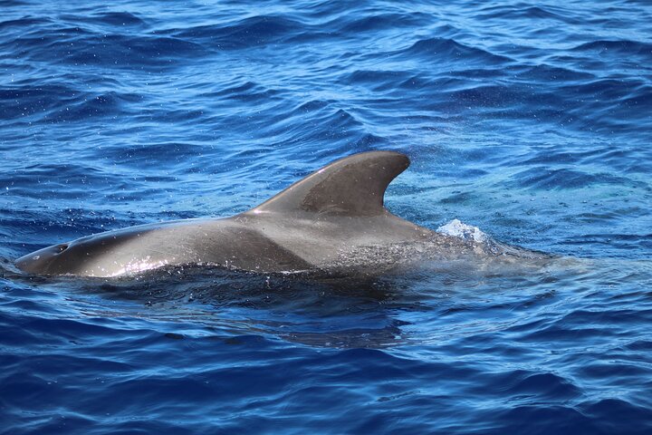 Excursion d'observation de dauphins et baleines à Madère à bord d'un semi-rigide, photo 6 | wizardtrip
