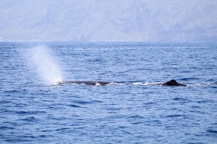 Excursion d'observation de dauphins et baleines à Madère à bord d'un semi-rigide, photo 7 | wizardtrip