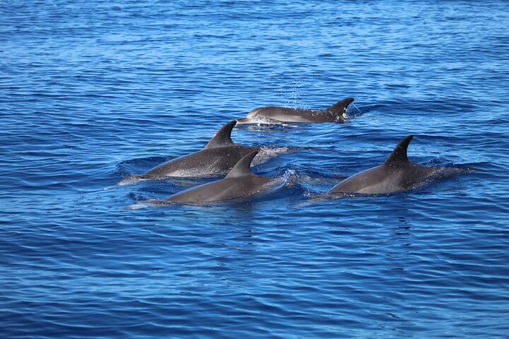 Excursion d'observation de dauphins et baleines à Madère à bord d'un semi-rigide, photo 11 | wizardtrip