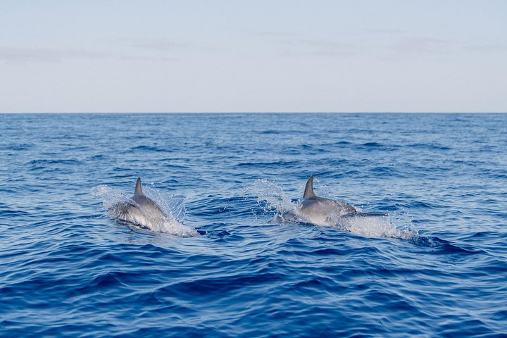 Excursion d'observation de dauphins et baleines à Madère à bord d'un semi-rigide, photo 13 | wizardtrip