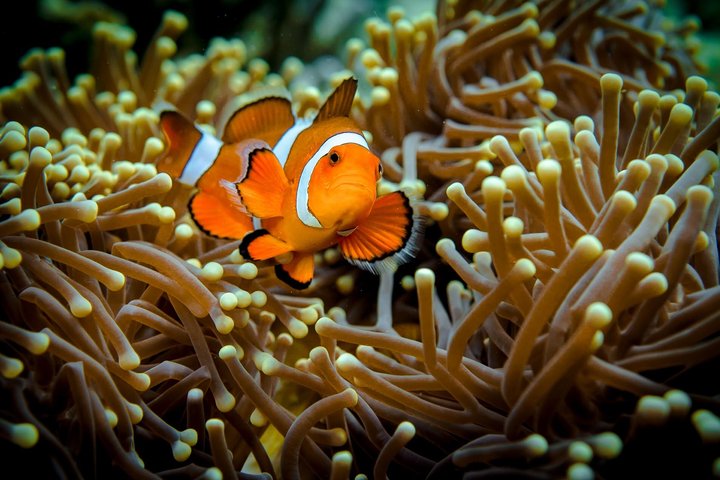 Speedbåttur i Komodo nasjonalpark, Indonesia, med øyer, dyreliv og snorkling, foto 7 | wizardtrip