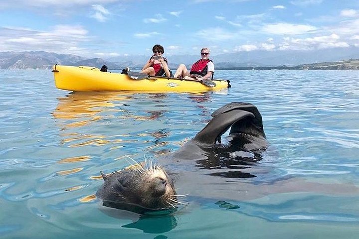 Kajak-Abenteuer mit Robben in Kaikoura | wizardtrip