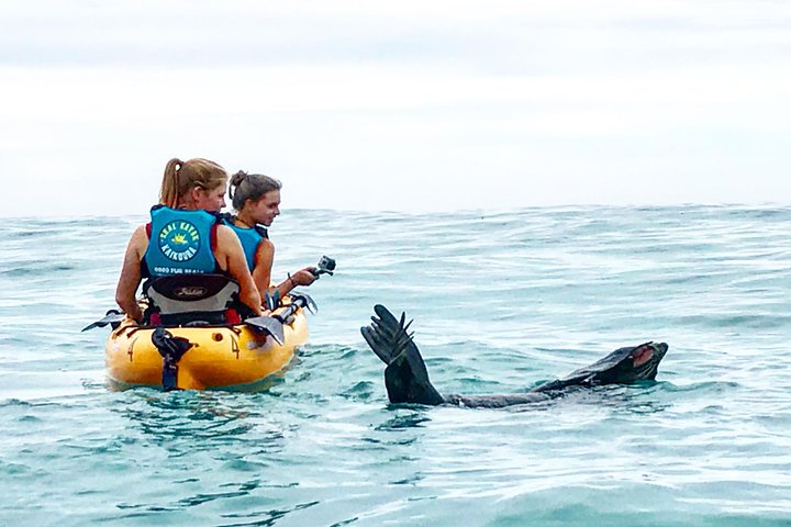Aventure en kayak avec des otaries de Nouvelle-Zélande à Kaikoura, photo 6 | wizardtrip