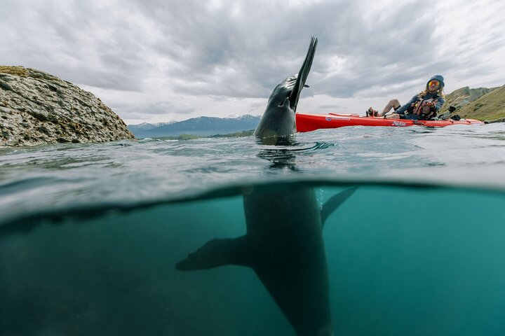 Aventure en kayak avec des otaries de Nouvelle-Zélande à Kaikoura, photo 7 | wizardtrip