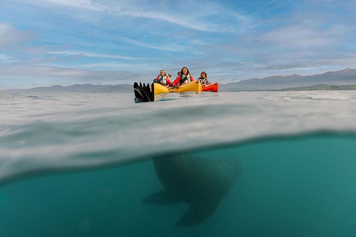 Aventure en kayak avec des otaries de Nouvelle-Zélande à Kaikoura, photo 8 | wizardtrip