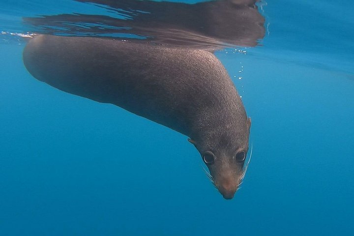 Aventure en kayak avec des otaries de Nouvelle-Zélande à Kaikoura, photo 9 | wizardtrip