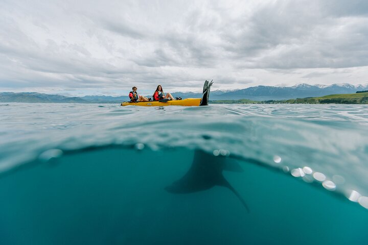 Aventure en kayak avec des otaries de Nouvelle-Zélande à Kaikoura, photo 10 | wizardtrip