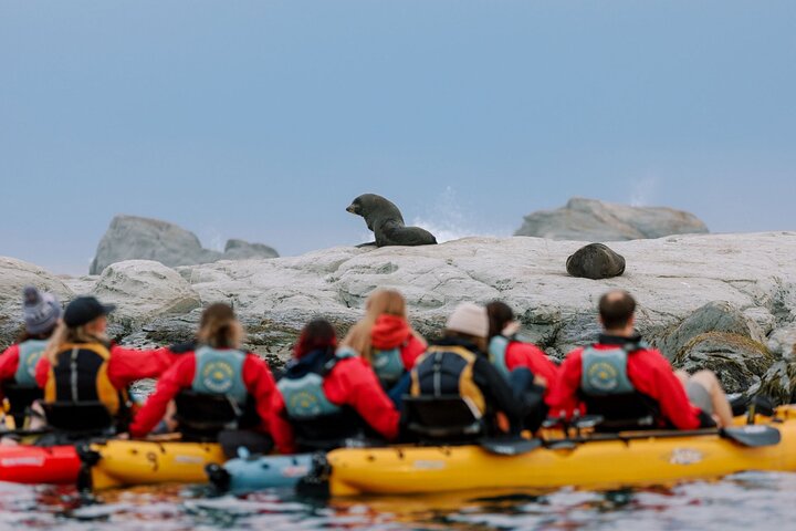 Aventure en kayak avec des otaries de Nouvelle-Zélande à Kaikoura, photo 11 | wizardtrip