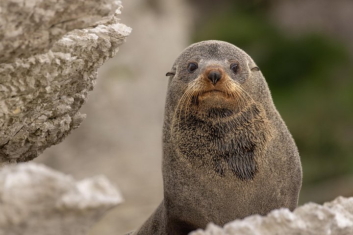 Aventure en kayak avec des otaries de Nouvelle-Zélande à Kaikoura, photo 12 | wizardtrip