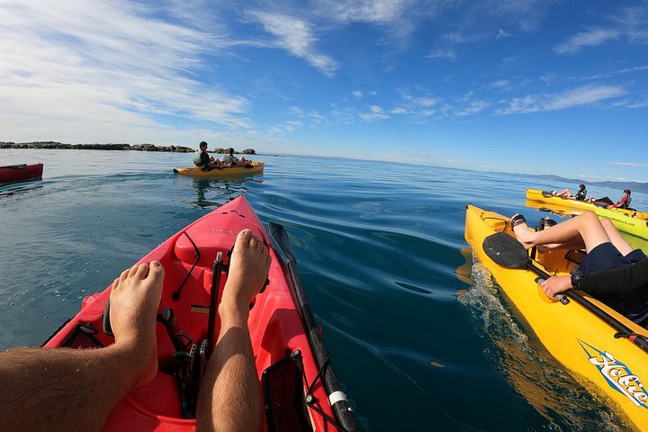 Aventure en kayak avec des otaries de Nouvelle-Zélande à Kaikoura, photo 13 | wizardtrip