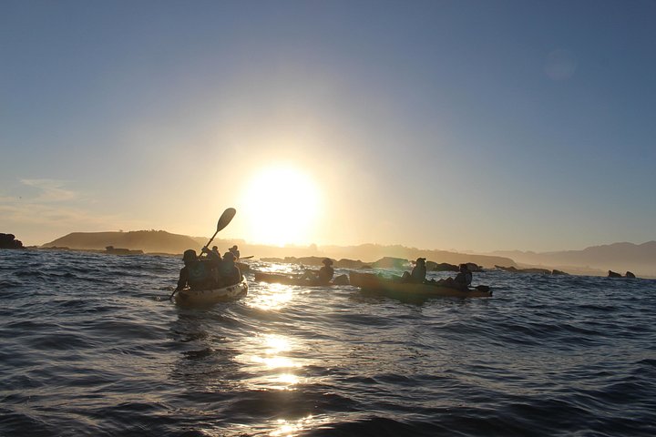 Aventure en kayak avec des otaries de Nouvelle-Zélande à Kaikoura, photo 17 | wizardtrip