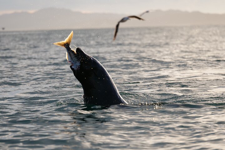 Aventure en kayak avec des otaries de Nouvelle-Zélande à Kaikoura, photo 19 | wizardtrip