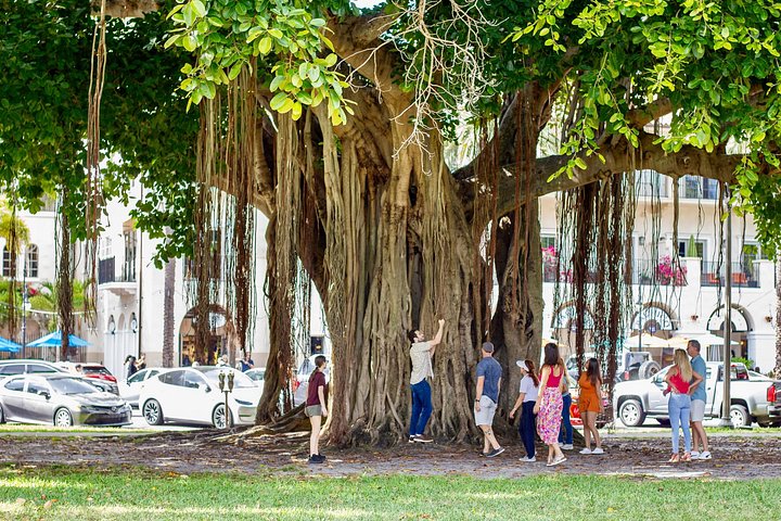 セントピーターズバーグのランドマークとウォーターフロントのゴルフカートツアー、写真6 | wizardtrip