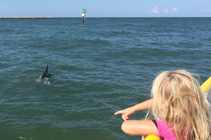 Tour in barca per l'avvistamento dei delfini a Clearwater, Florida, con fauna selvatica ed esplorazione dell'isola, foto 6 | wizardtrip