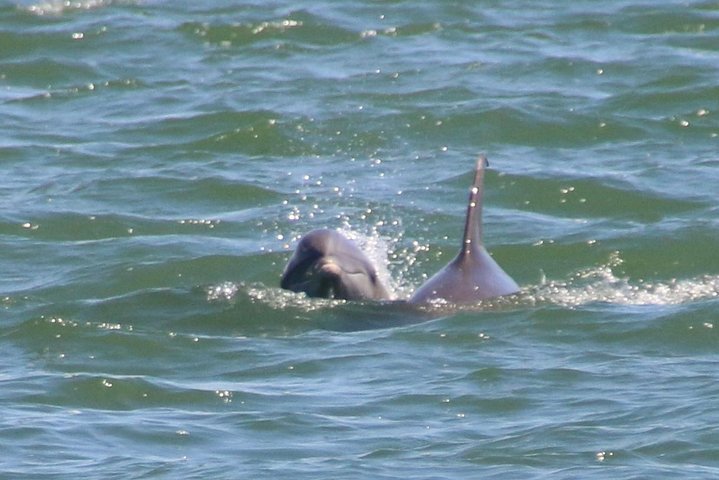 Tour in barca per l'avvistamento dei delfini a Clearwater, Florida, con fauna selvatica ed esplorazione dell'isola, foto 7 | wizardtrip