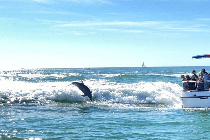 Tour in barca per l'avvistamento dei delfini a Clearwater, Florida, con fauna selvatica ed esplorazione dell'isola, foto 8 | wizardtrip