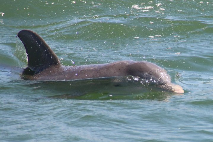 Tour in barca per l'avvistamento dei delfini a Clearwater, Florida, con fauna selvatica ed esplorazione dell'isola, foto 9 | wizardtrip